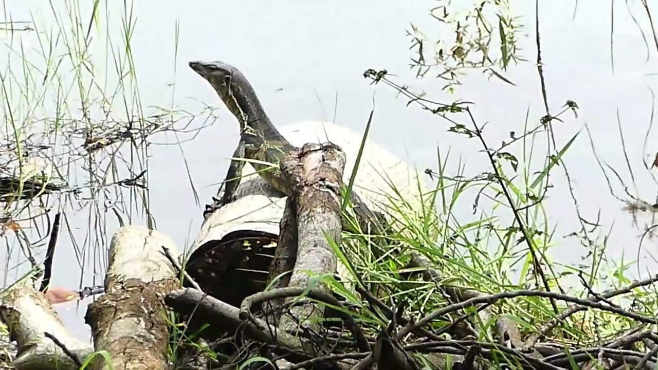 BIAWAK DANAU ISTN