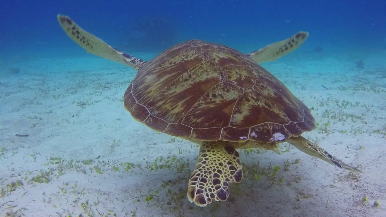 Discover Philippines 4k