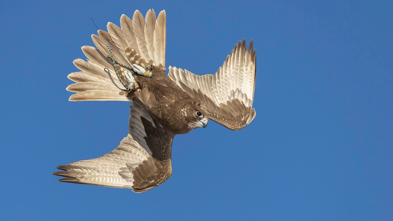 Laggar Falcon’s  Lure Work Before Molt and Release