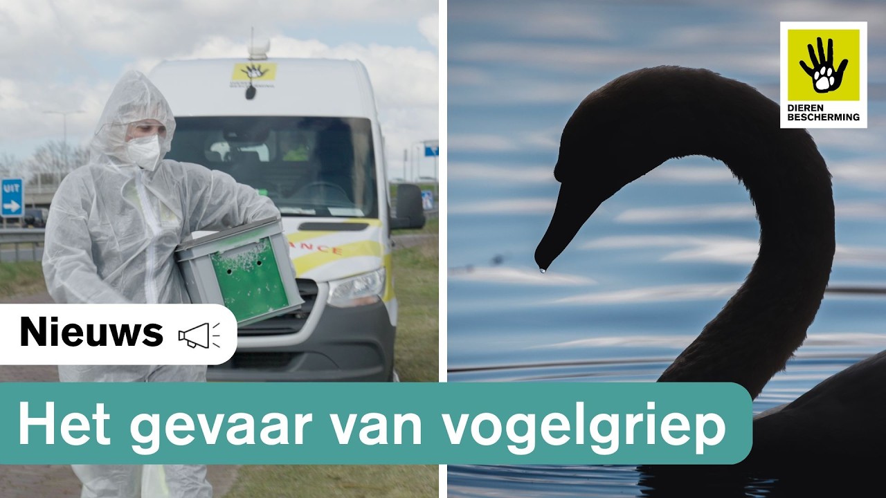 Vogelgriep: Gevaarlijk voor dieren en hulpdiensten?