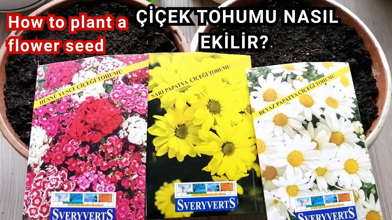 Çiçek Tohumu Nasıl Ekilir? How to plant a flower seed. A101'den Aldığım Tohumlarını Ektim.