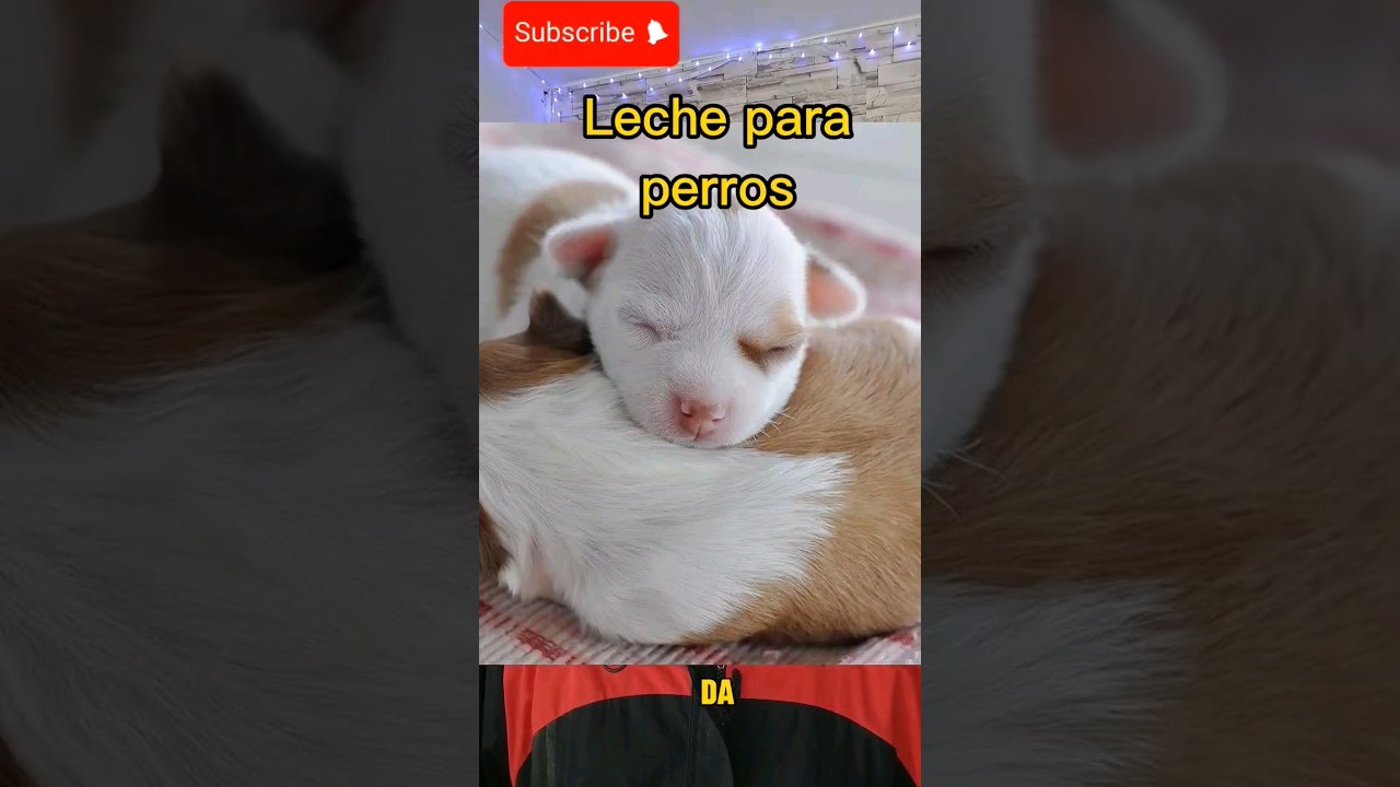 &iquest;De cu&aacute;l leche pueden tomar los perros?