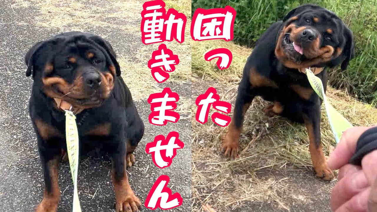 【ロットワイラー】40Kgオーバーの巨体が散歩途中でストライキ⁉️