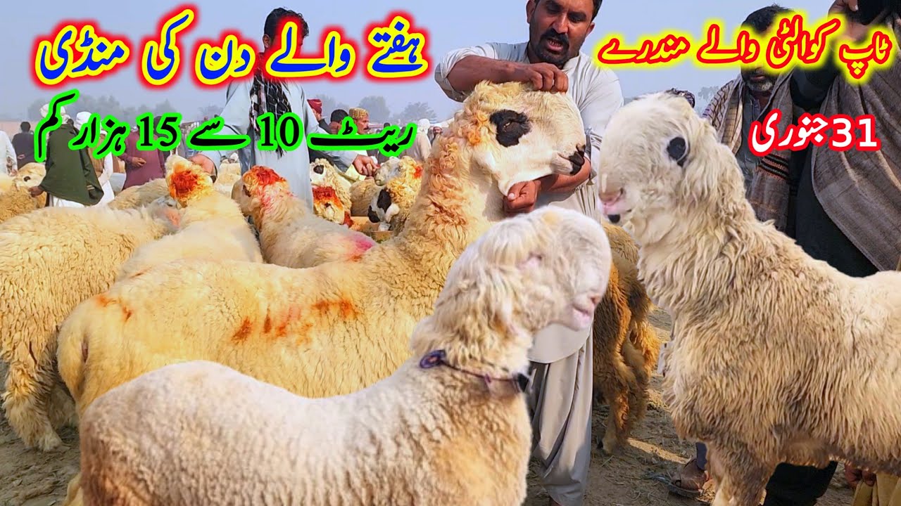 اج ہفتے والے دن کی منڈی ریٹ 10 سے 15 ہزار کم ٹاپ کوالٹی والے مندرے31 جنوری Malik Imran Goat Farm 