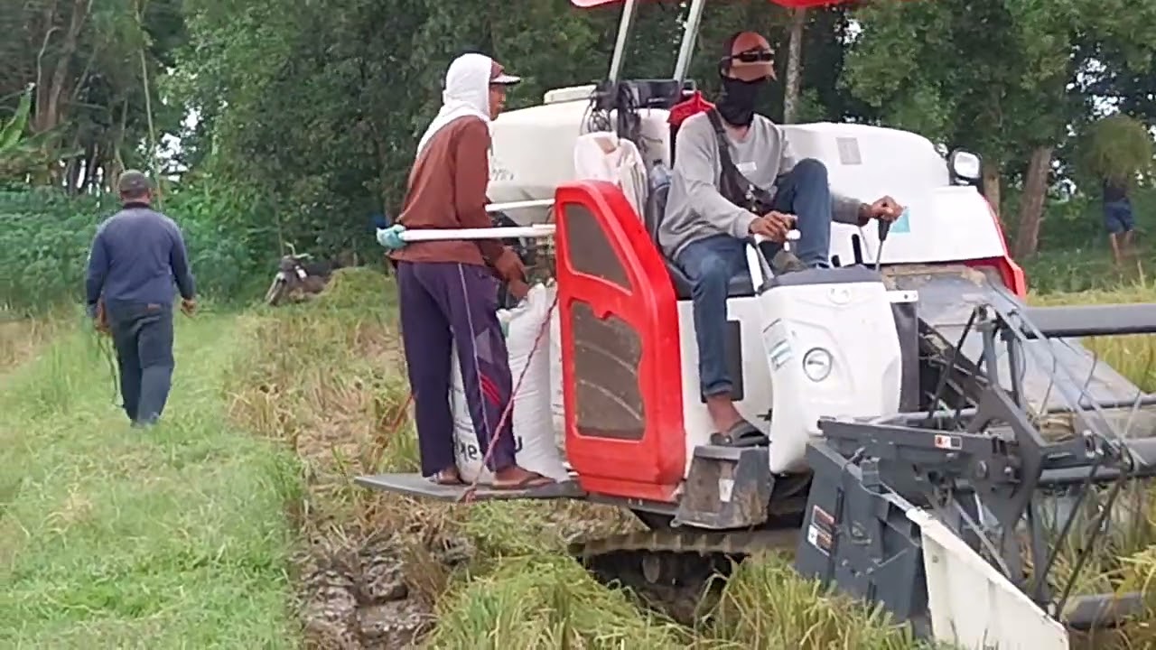 Panen padi cepat pakai blower.