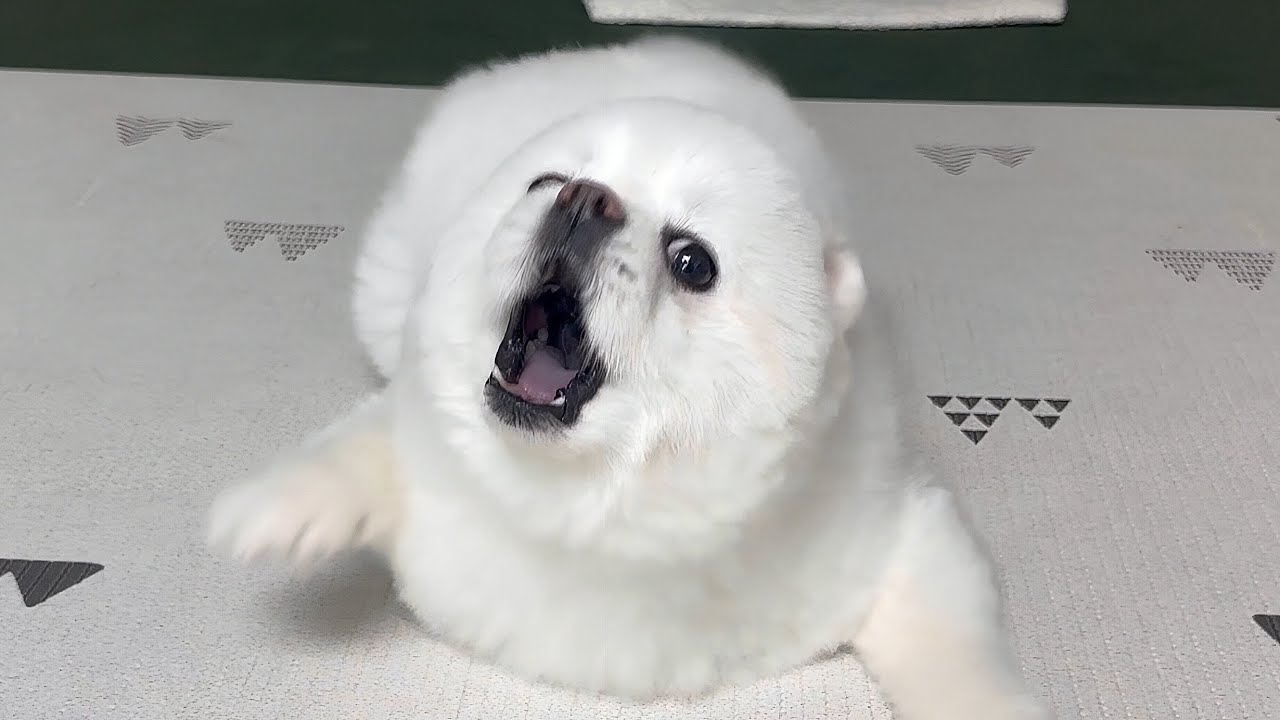 영상 찍다가 뚜비가 승질내서 포기했어요..