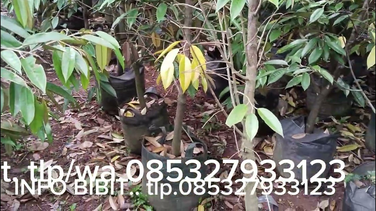 BISMILLAH PANEN BAWOR... ATAS RIZKI MU Y ALLOH