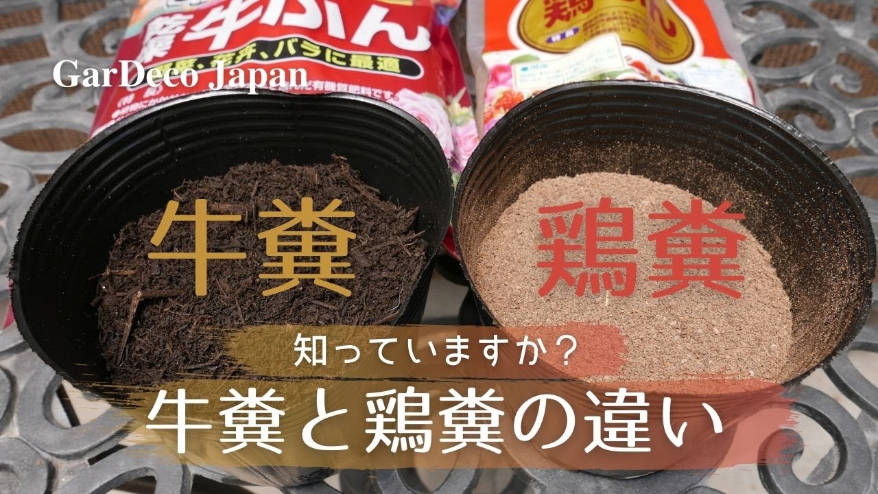 【知っていますか？】牛糞と鶏糞の違い【有機資材】