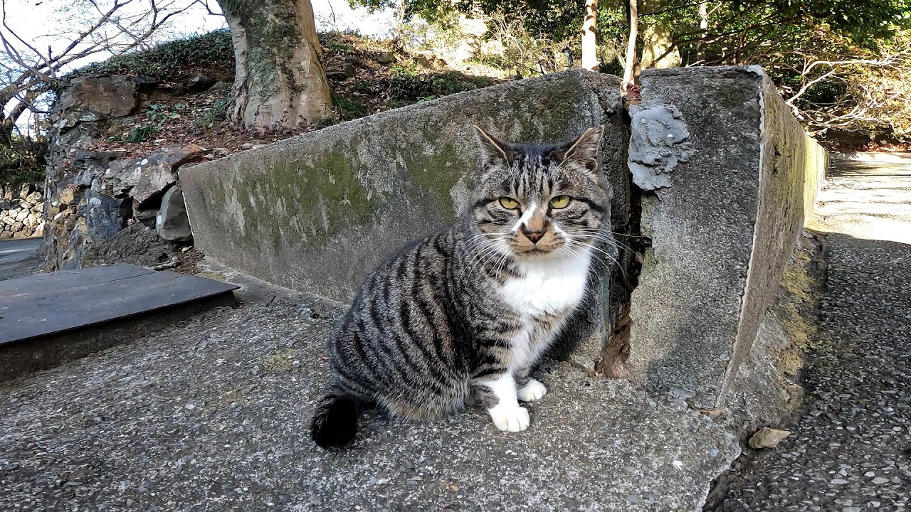 パトロール中の野良猫の顔は凛々しいです