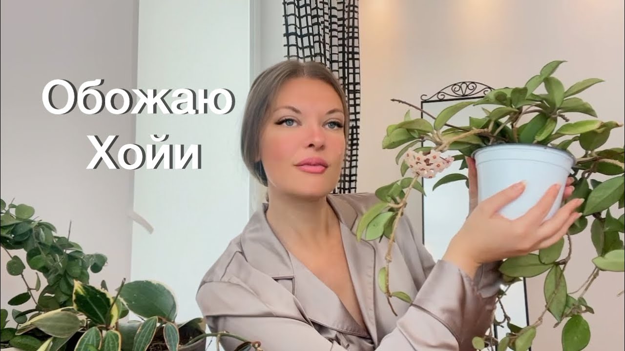 Самые красивые Хойи🌿МОЯ КОЛЛЕКЦИЯ#хойя #hoyaplant #люблюцветы 