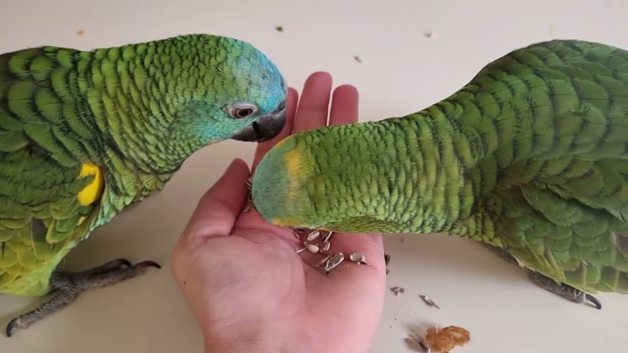Cute amazon parrots munching on  seeds and sultanas #amazonparrots 