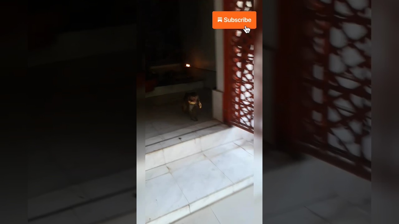 Monkey stealing fruits