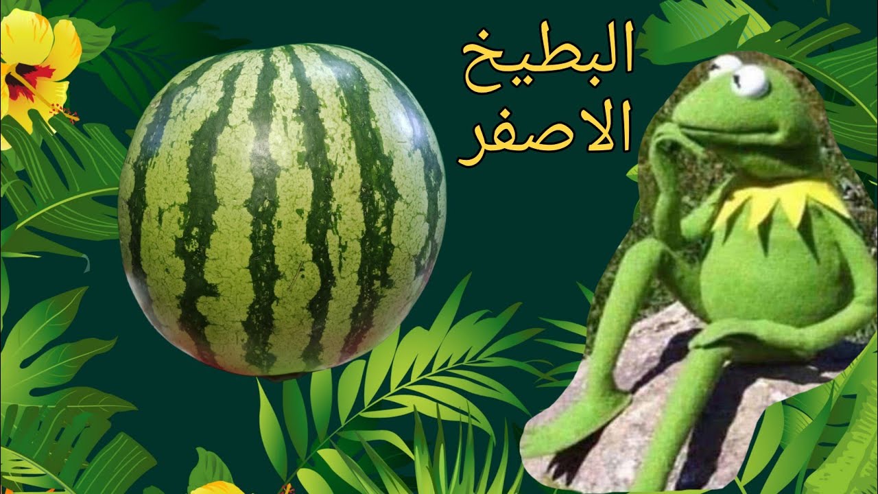 #عاجل #سر_البطيخ_الاصفر تعالو شوفو معانا 🤗🤗🤗 وقولو رأيكو هو ولا البطيخ الاحمر 🤔🤔🤔