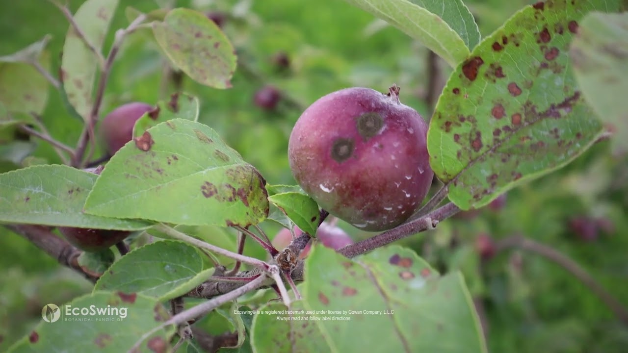 Ecoswing for Apples