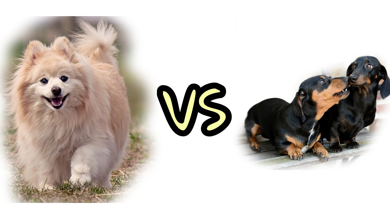 Pomeranian Dog VS Dachshund Dog | පොමරේනියන් සමග ඩැශ්හවුන්ඩ් සැසදීම