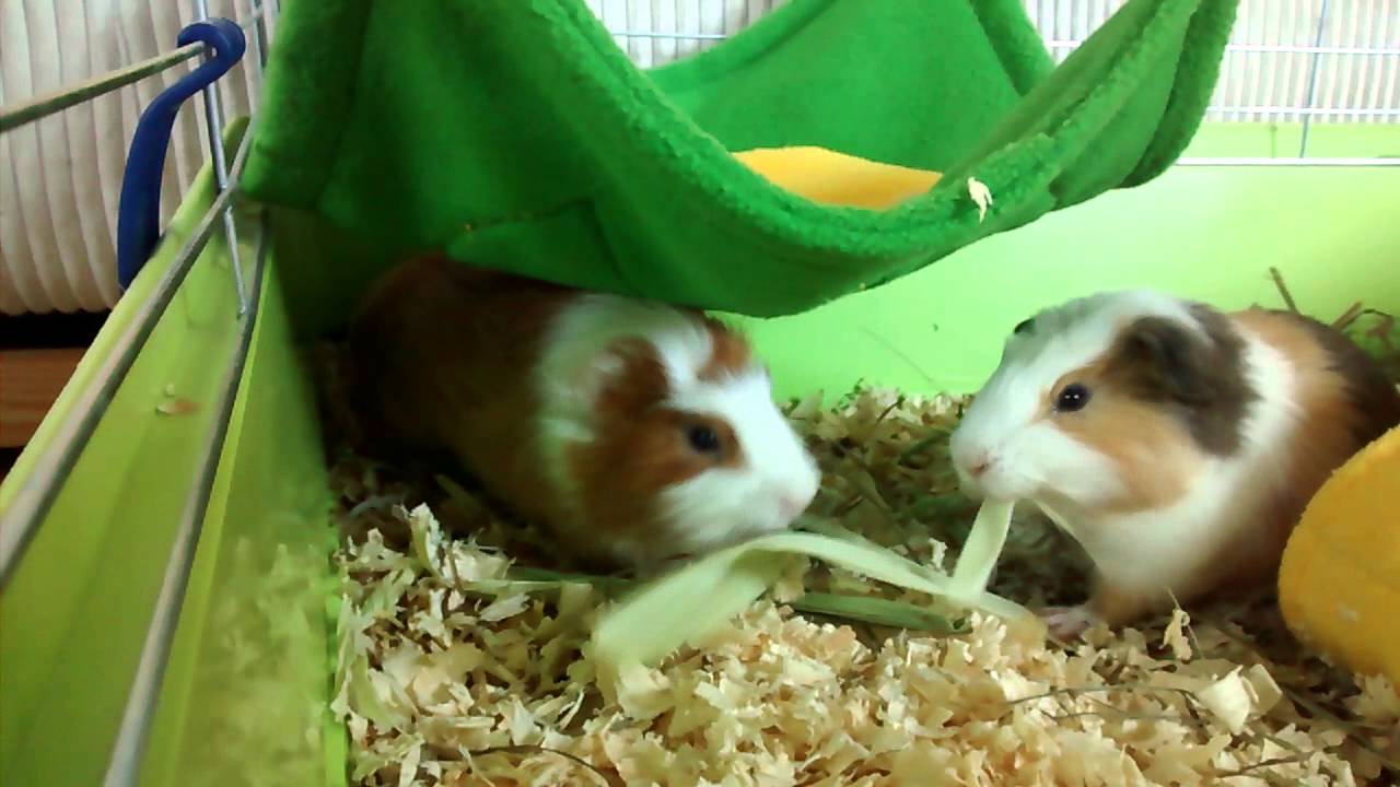 Cute guinea pigs eat outer husk of sweet corn