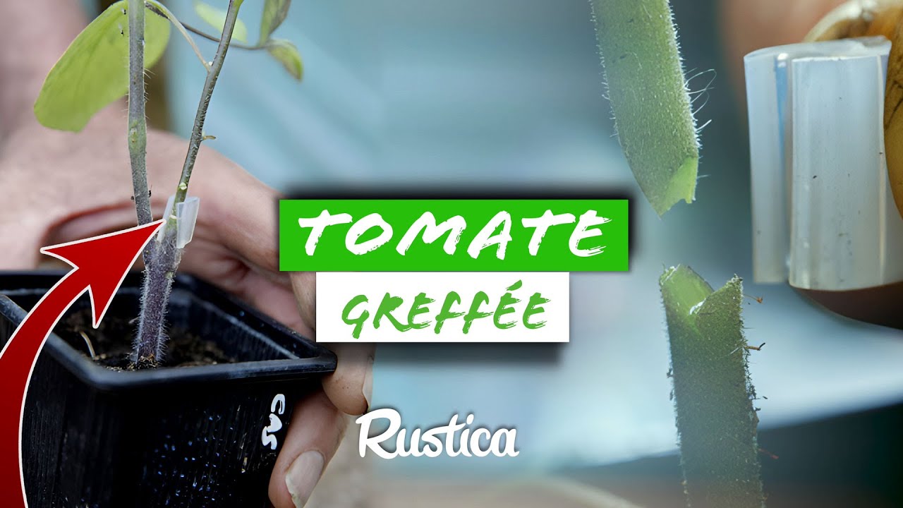 Greffer ses tomates : Oui✅ ou Non❌?