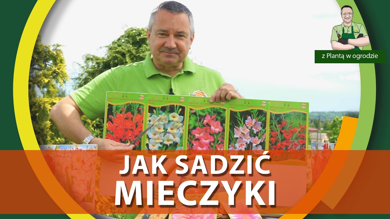 Jak sadzić mieczyki - Z PLANTĄ W OGRODZIE