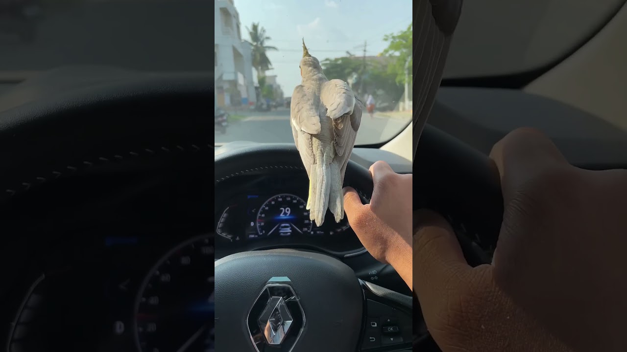 Cockatiel bird enjoying the drive # #trending #dubai #birds  #beautiful #india #youtubeshorts