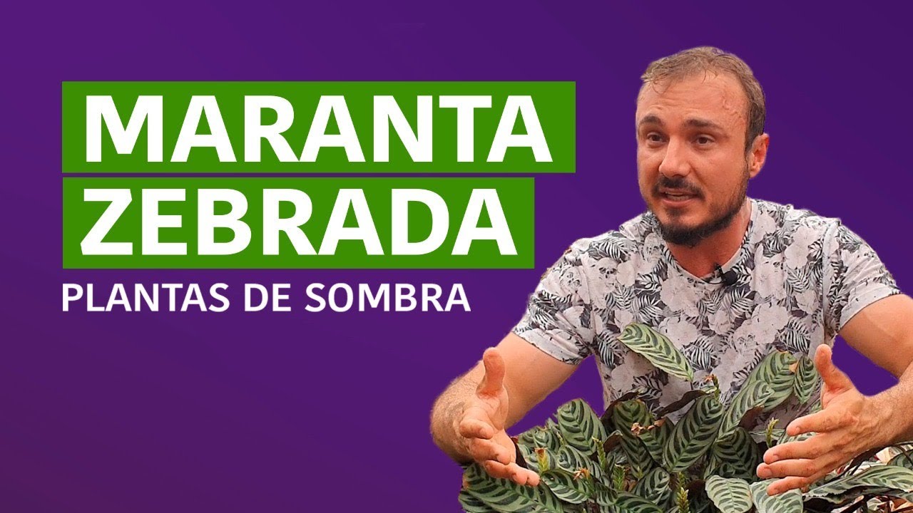 Maranta Zebrada 🦓- Dicas de Cultivo