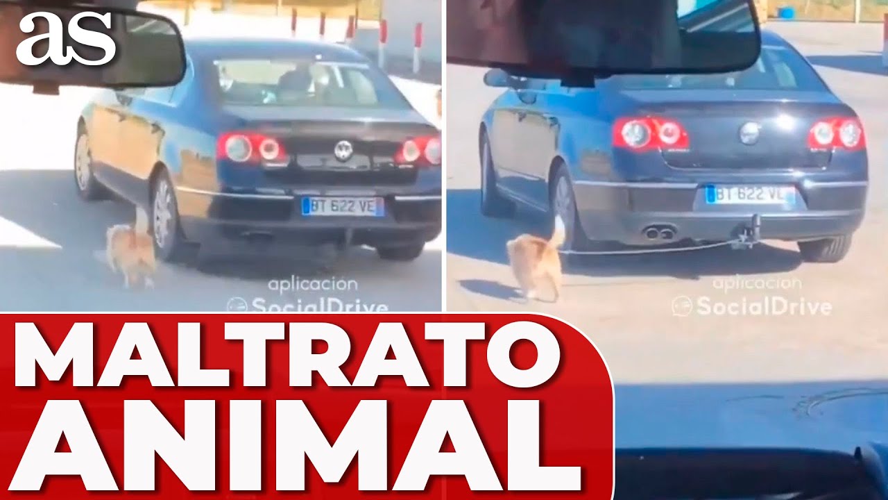 CONDUCE con su PERRO ATADO al COCHE
