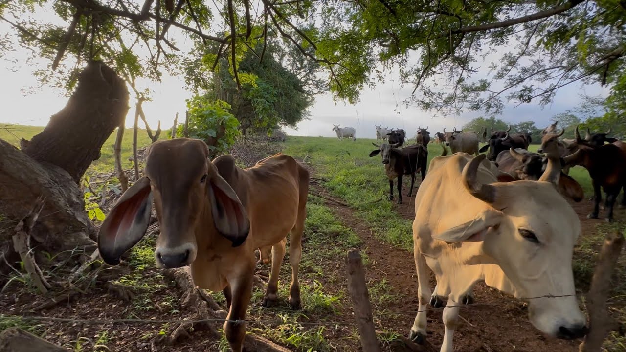 Sacamos las vacas a tomar agua y mira como está Pepe 