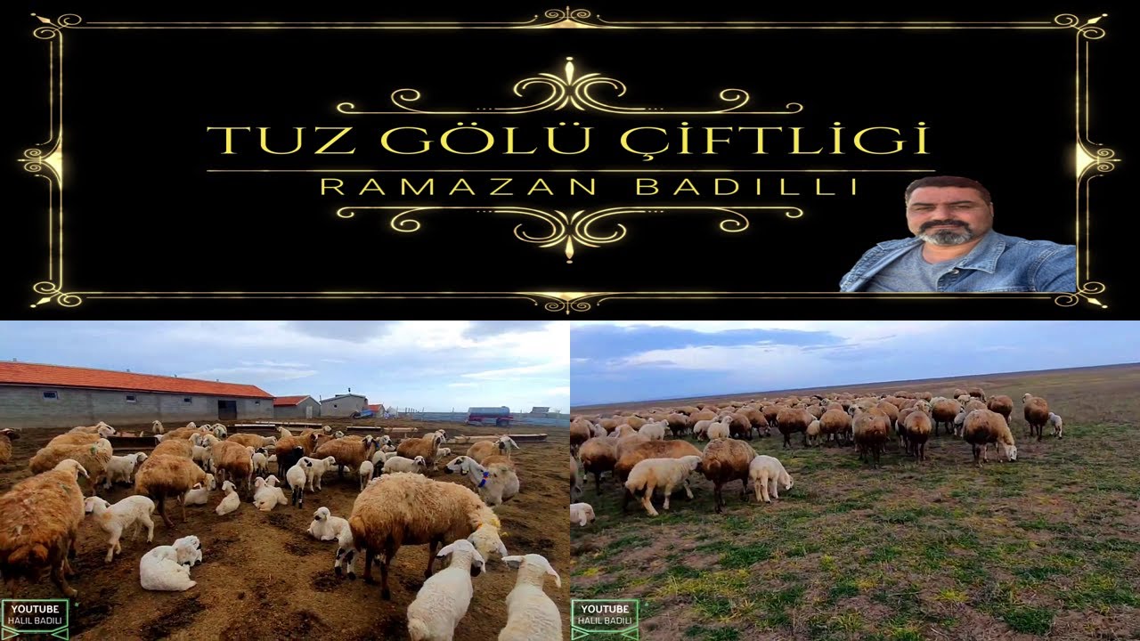 KOYUNLAR, KUZULAR MUHTEŞEM GÜZEL MAŞALLAH ,KÖPEKLERDE BAKIMLI