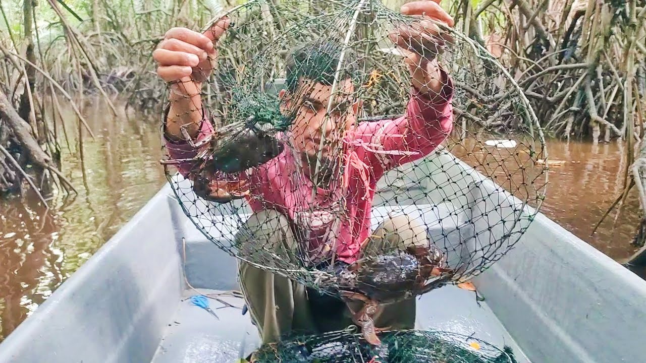 membentor ketam nipah dimusim tengkujuh eps204