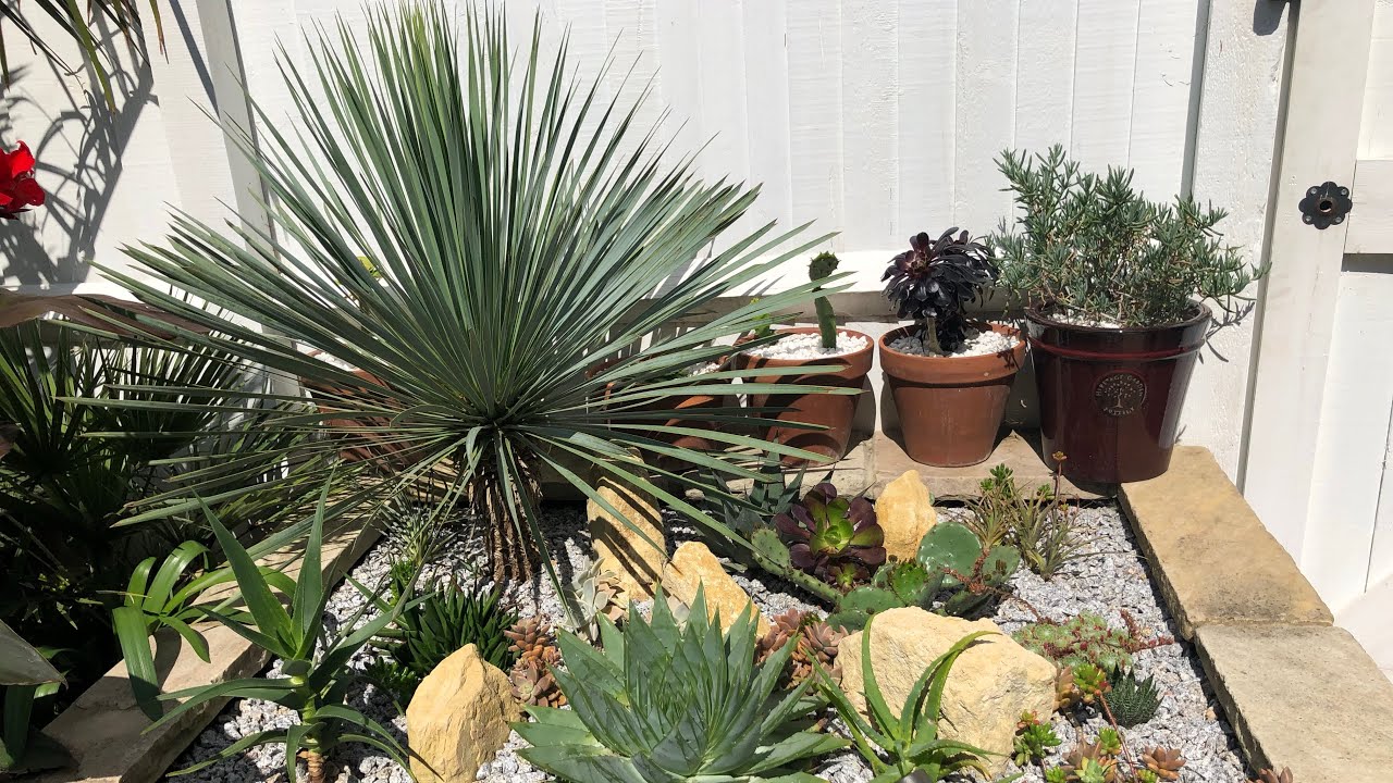 UK Tropical Garden Arid Border With Plant Names