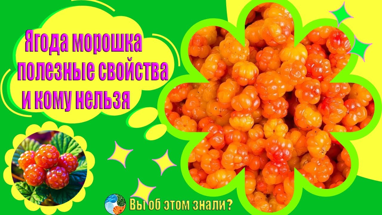 Ягода морошка —  полезные свойства и кому нельзя
