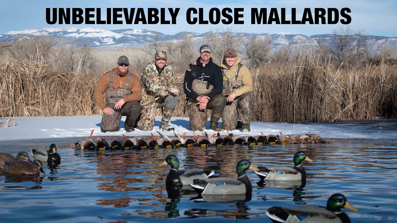 Bitter Cold WARM WATER MALLARDS!! (You Won't Believe How Close They Are)
