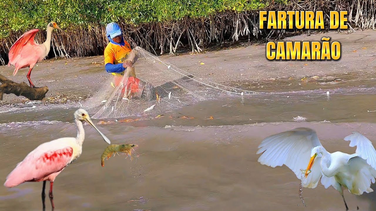 MUITA FARTURA DE CAMARÃO BRANCO AQUI NO PORTO, POR ISSO É BOM MORAR NA BEIRA DA PRAIA.