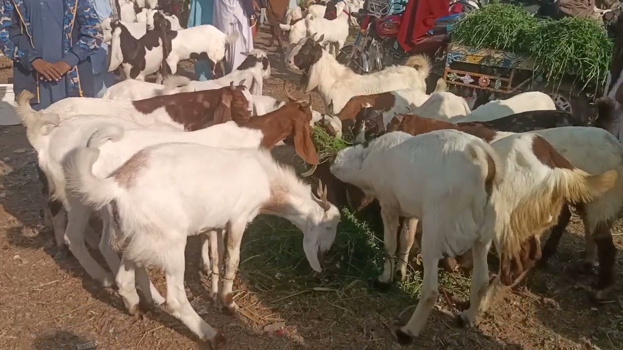 Bakra Eid 2026 Saty bakray