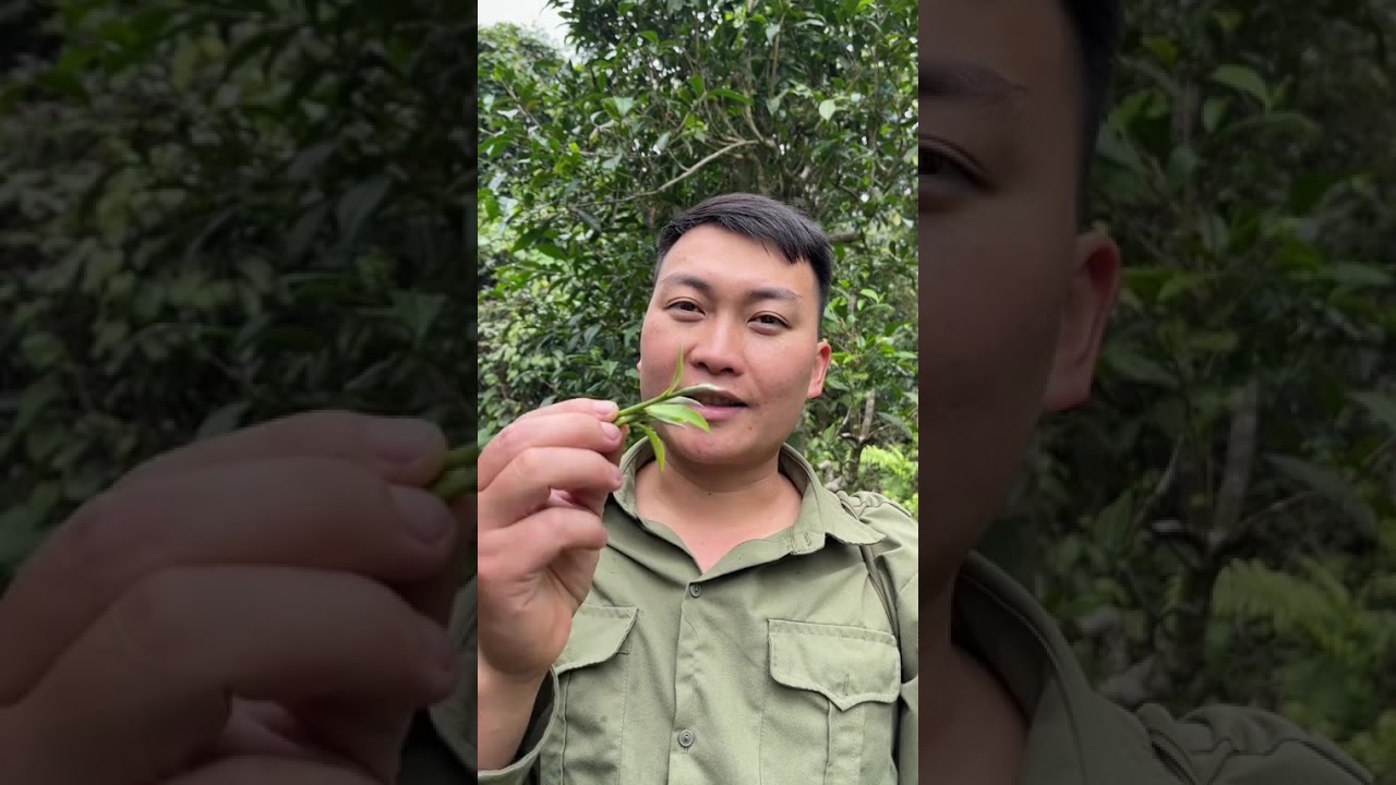 Mọi người cùng e đi khám phá,khu rừng mới. Sẽ có rất nhiều điều thú vị ở đấy ạ❤️❤️❤️