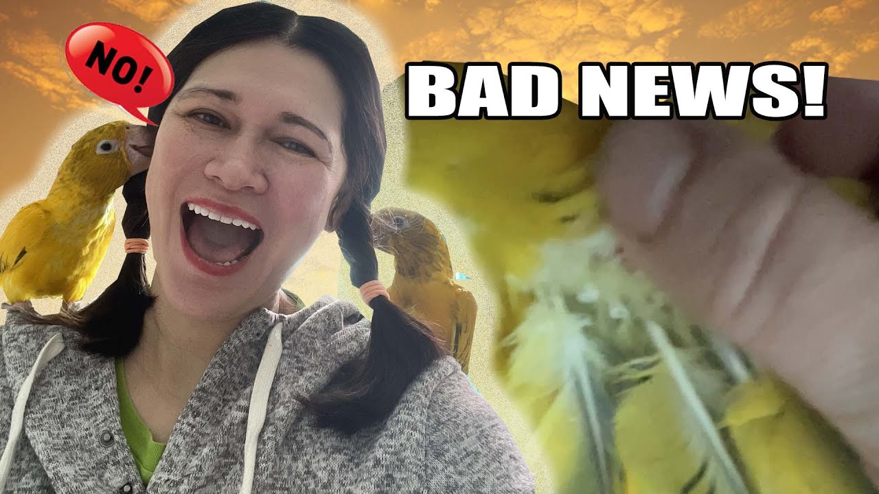 MY Golden CONURE has Feather Destructive Behavior! He’s plucking!
