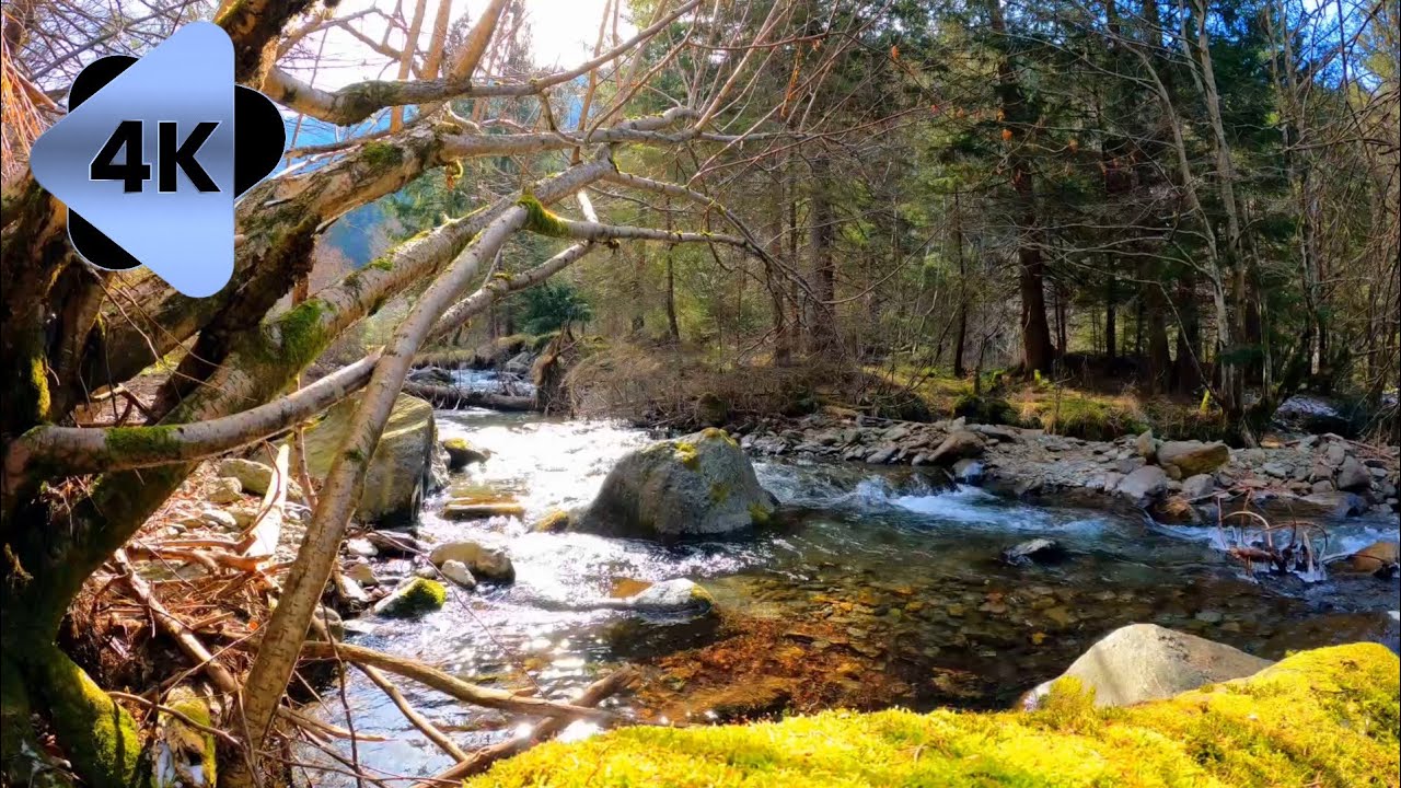 Serene Forest River Flowing Through Ancient Trees | 4K Ultra HD