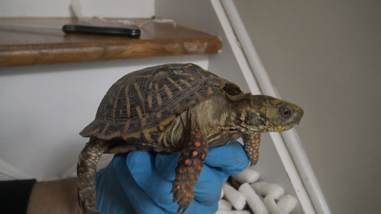 I GOT ORNATE BOX TURTLES