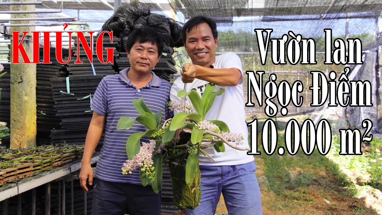 Vườn hoa lan ngọc điểm khủng tại Đồng Nai- big orchid farm of Rhynchostylis gigantea at Dong Nai