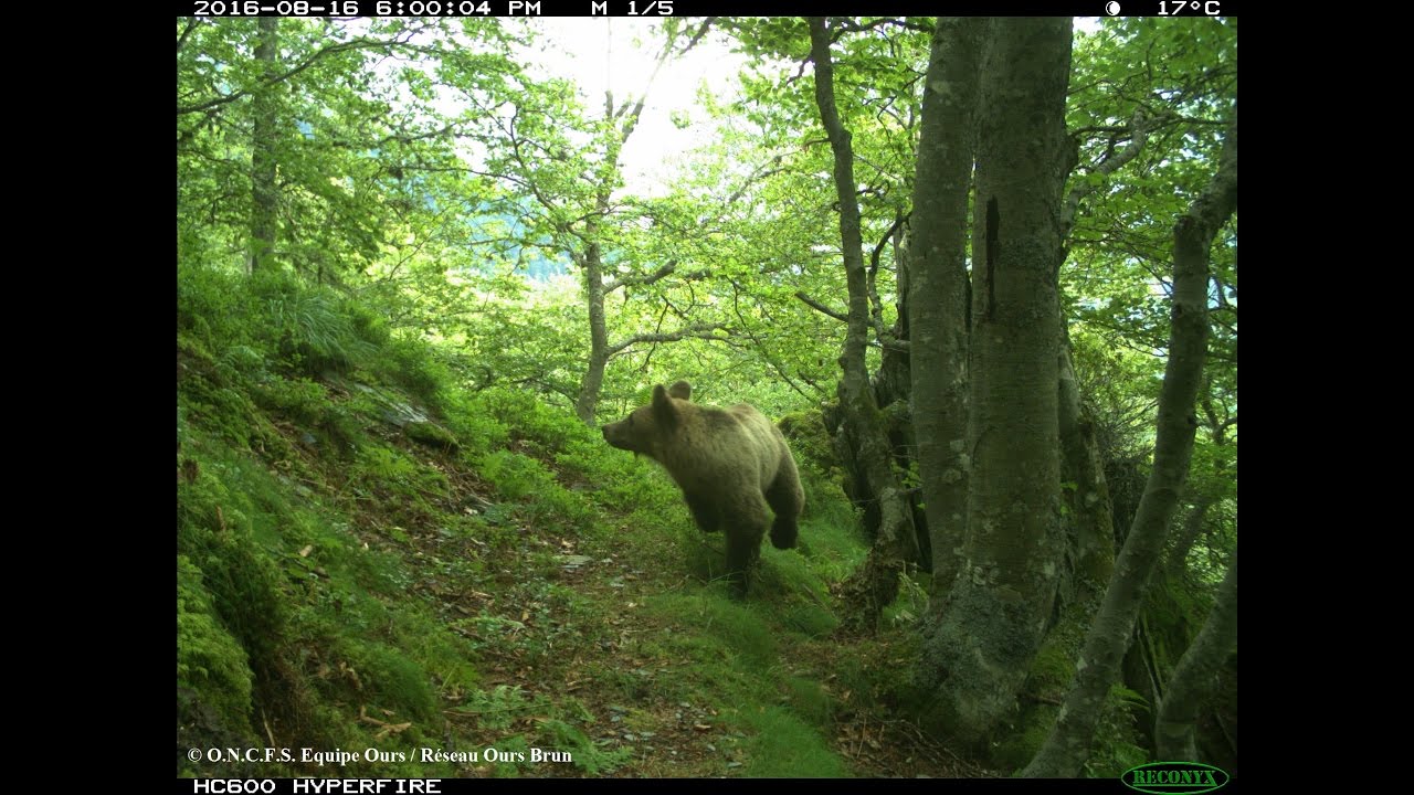 Vid&eacute;os et photos automatiques d'ours brun, septembre 2016 - Equipe Ours ONCFS