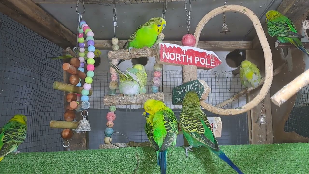 “This parrot just stole the show! 🔥🦜 #ForYou #Viral”
