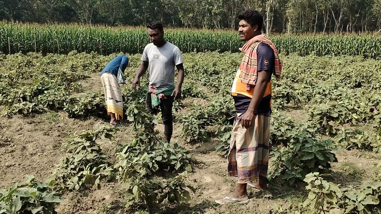 গাছ ভরা বেগুন | চিৎলা দামুড়হুদা চুয়াডাঙ্গা