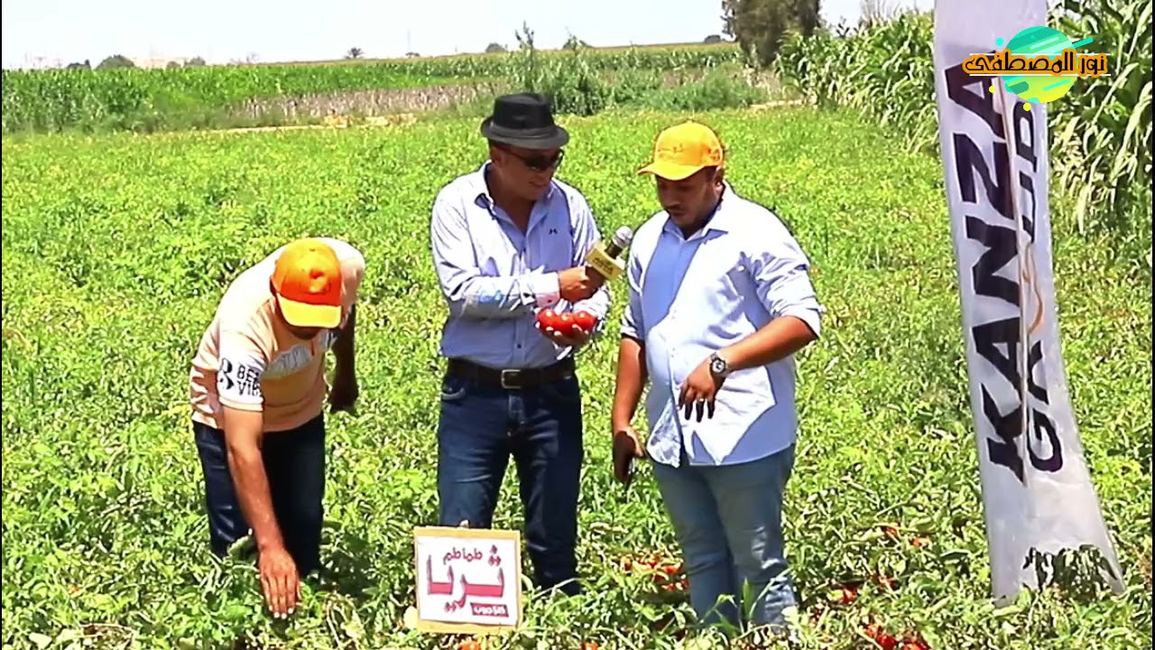طماطم ثريا شركة كانزا جروب في محافظة الإسكندرية