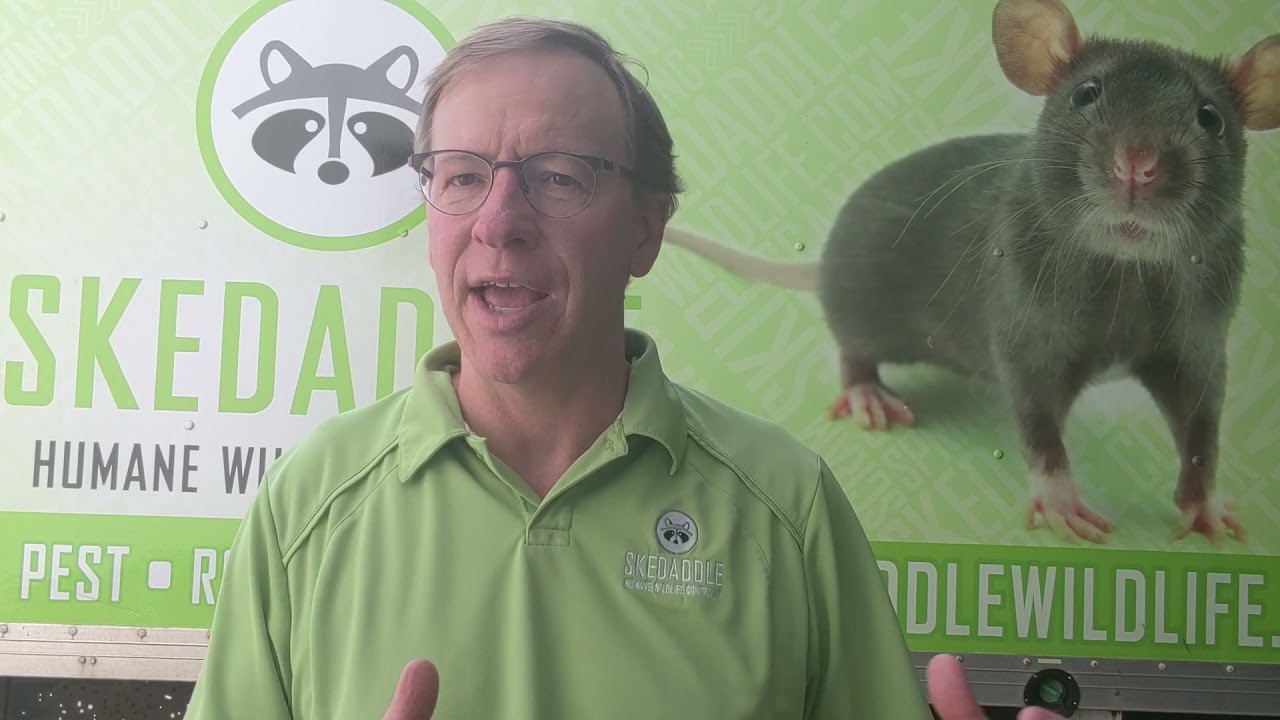 Growth With Rodent Jobs - Skedaddle Franchise