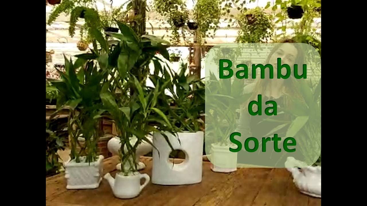 Bambu da Sorte: o presente ideal!