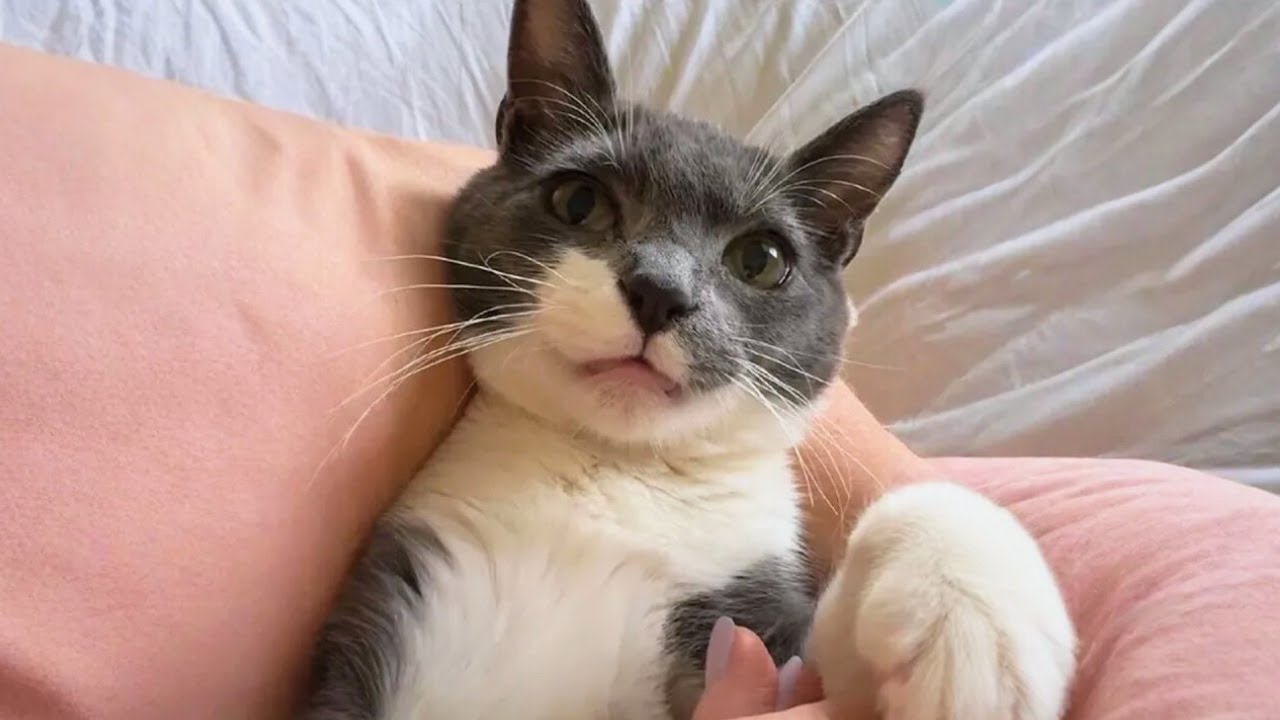 A Cat No One Wanted—Until He Found the Home He Always Deserved