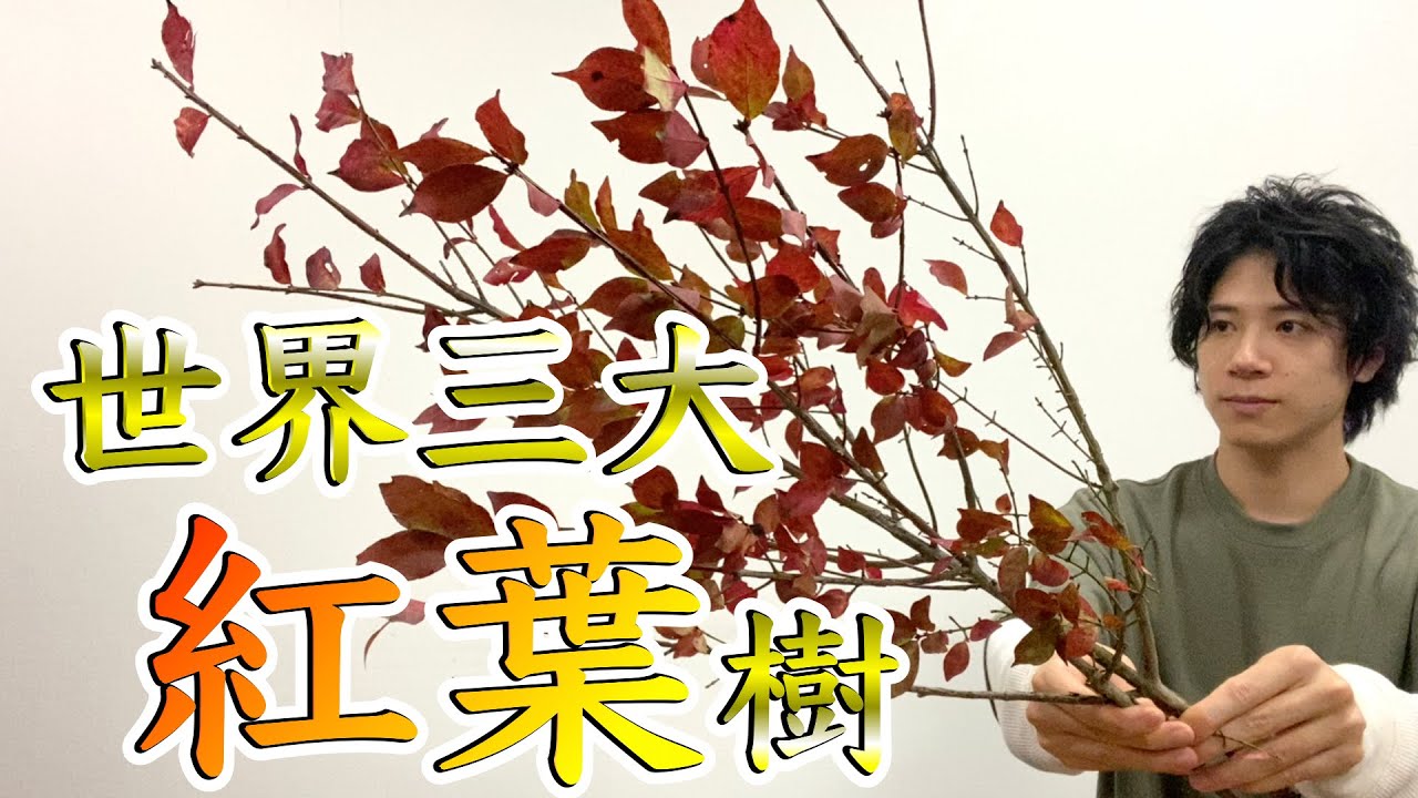 【生け花】世界三大紅葉樹の１つ「錦木」を花瓶に生けていく！【四季を楽しむ】