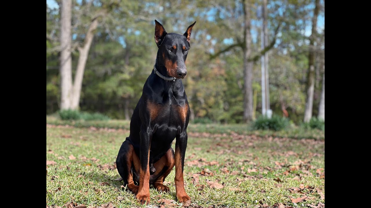 European Doberman Pinscher