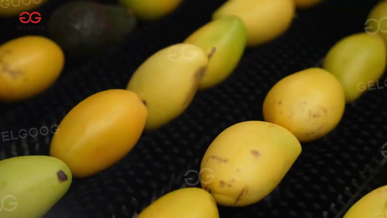 Mango Cleaning And Waxing Processing Machine Mango Washing Line