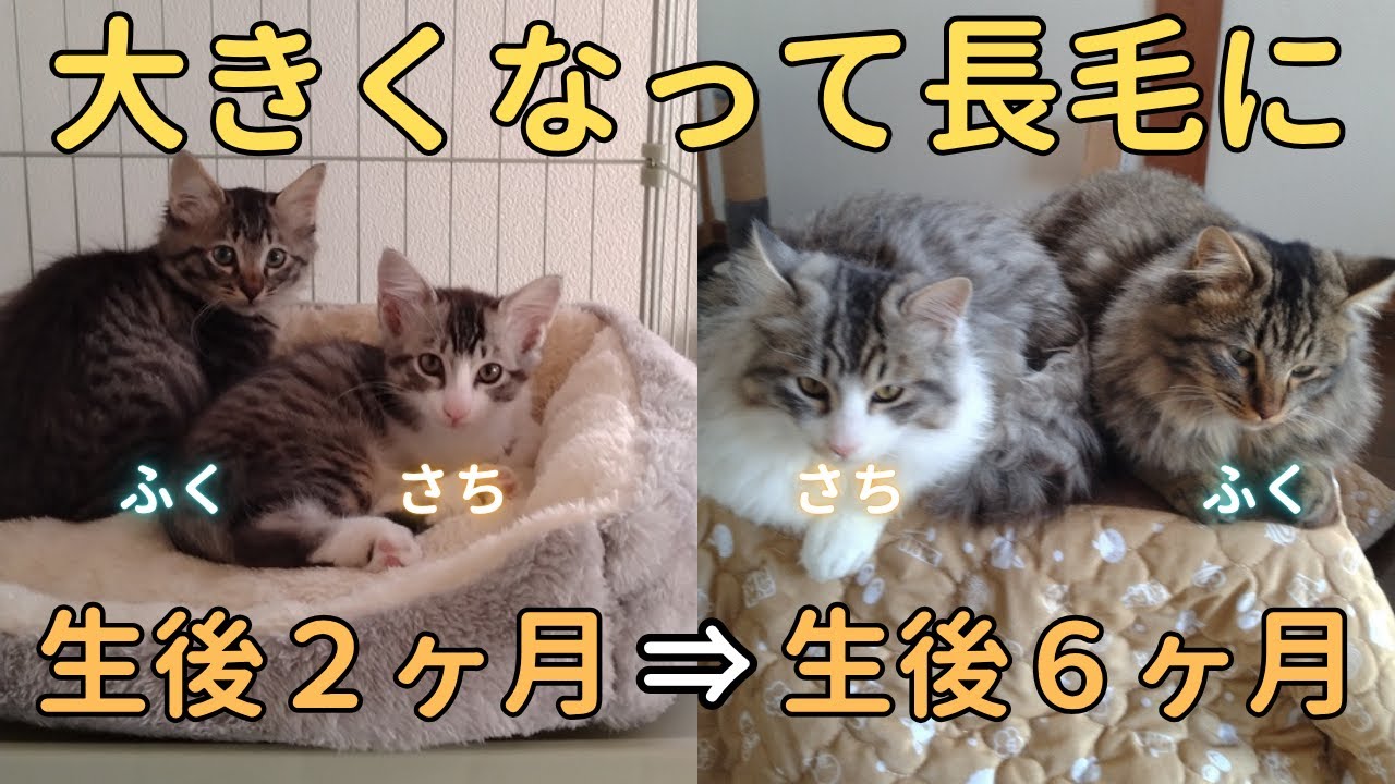 おっさんの飼った仔猫2匹が長毛種だった件について