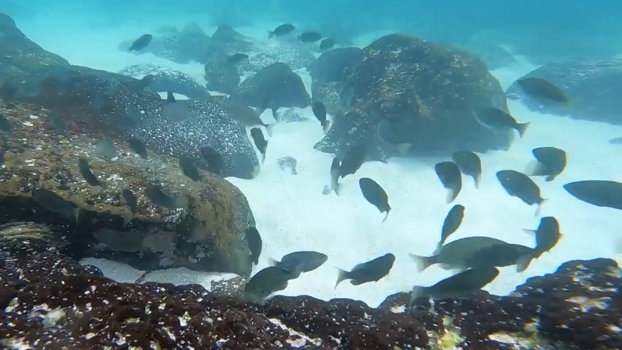 제주 바다 속 풍경 | 고요한 스노클링과 자연의 소리 (35분) Underwater Views of Jeju | Calm Snorkeling & Ocean Sounds